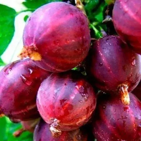 Продаж Саджанці агрусу