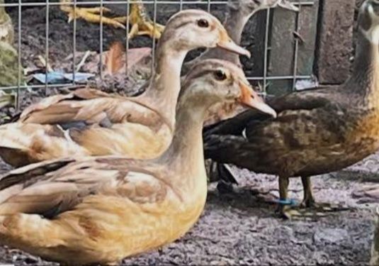 Patos carolino, casais.