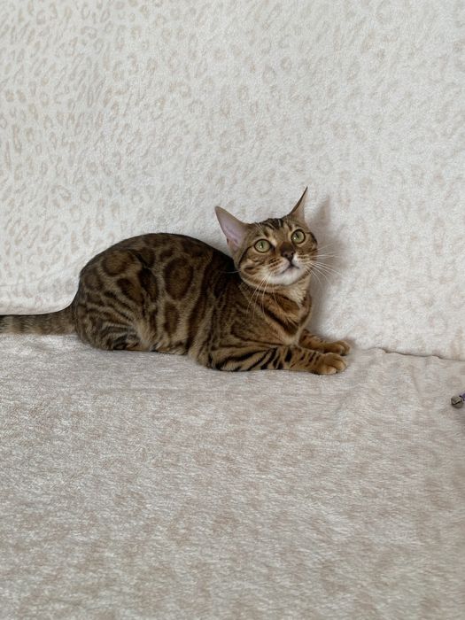 Бенгалькая кошка 7 мес