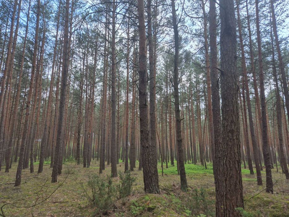 Las sosnowy z gruntem - 4,19 ha  - Cieciórki Szlacheckie
