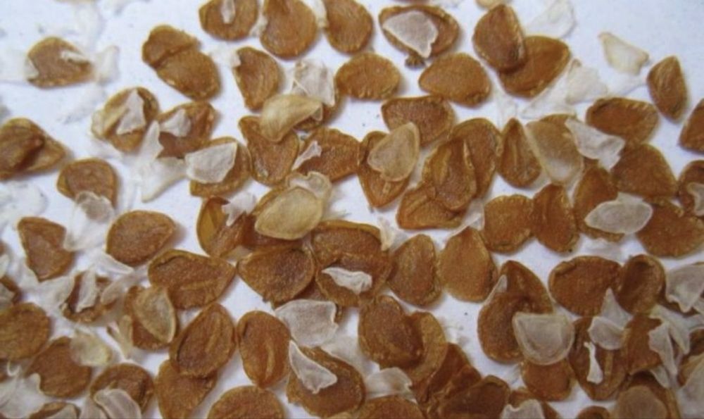 Тюльпан батанічний