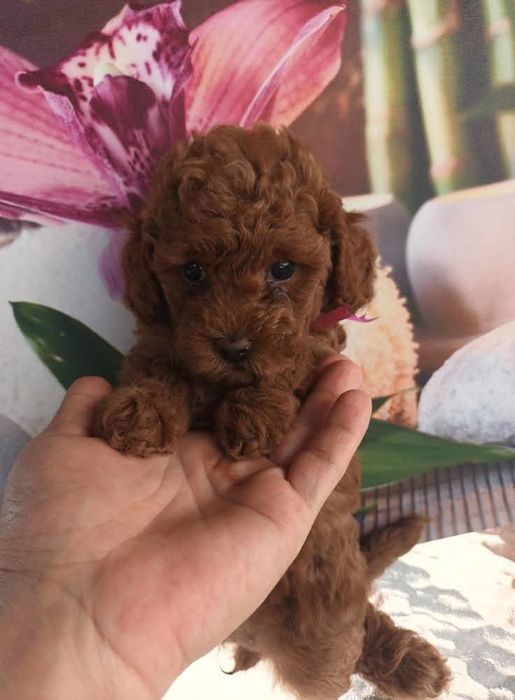 Чудовий хлопець темний.ред Браун