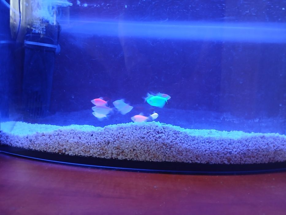 Akwarium z rybkami tetra color 75L z osprzętem