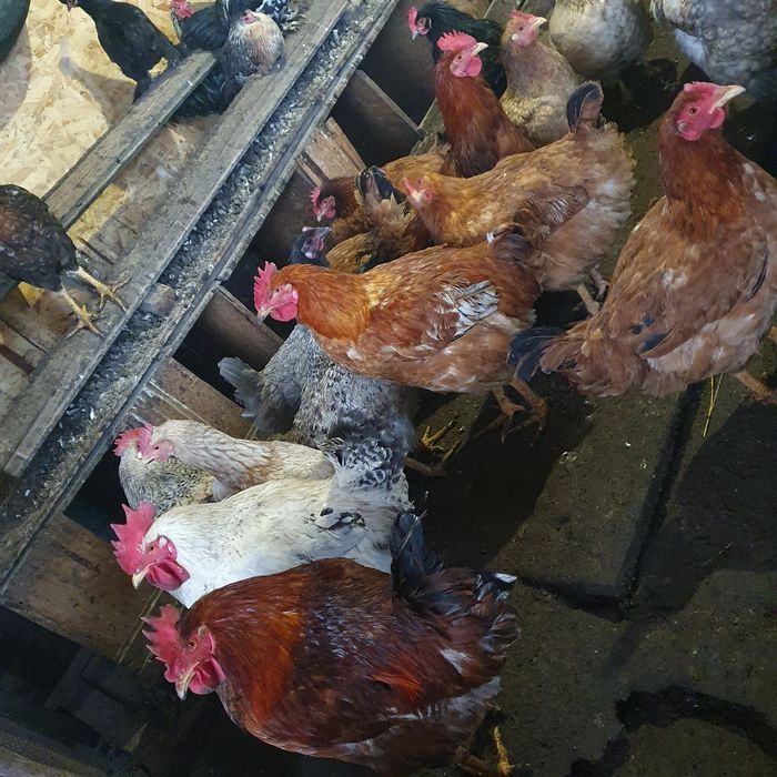 Продам 11 месячных петухов