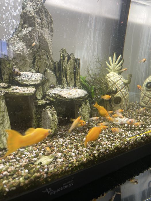 Molly adultos e juvenis