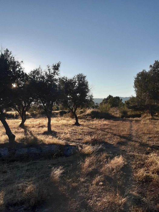 Quinta 32 hectares  Beira Baixa