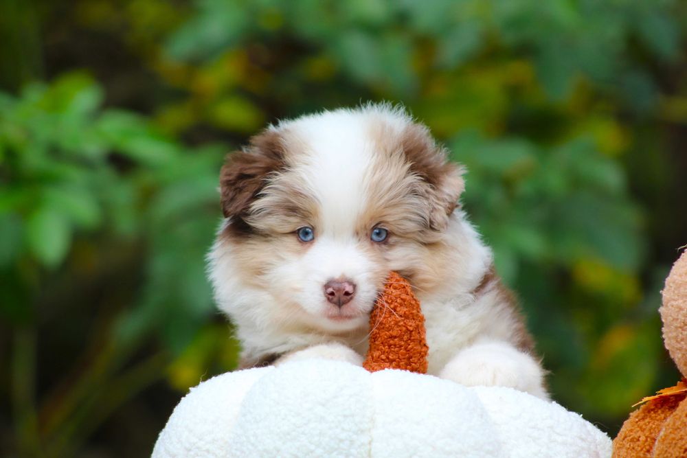 Miniaturowy Owczarek Amerykański MAS Chłopiec red merle