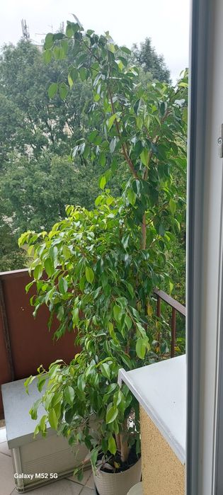 Beniamin fikus 170 cm piękny