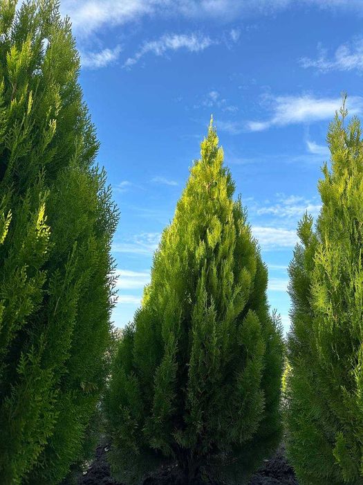 Туя Смарагд. Найнижчі ціни!