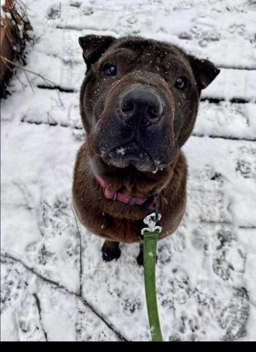 shar-pei suczka szuka domu