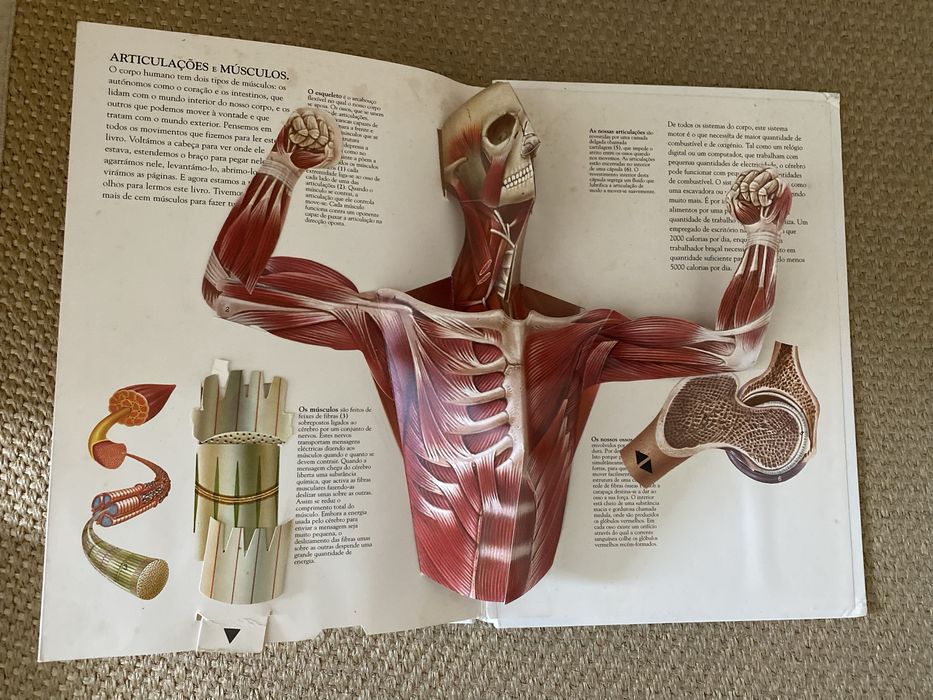 Livro - O corpo humano -Jonathan Miller David Pelham