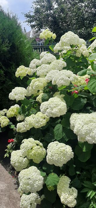 Продам древовидную гортензию Анабель