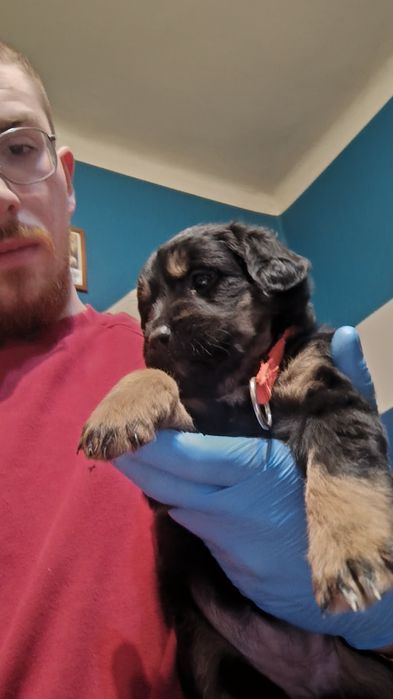 Szczeniaki do wydania