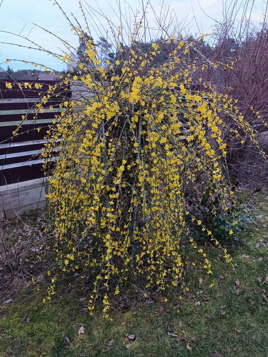 Nadwyżki kwiatów ogrodowych