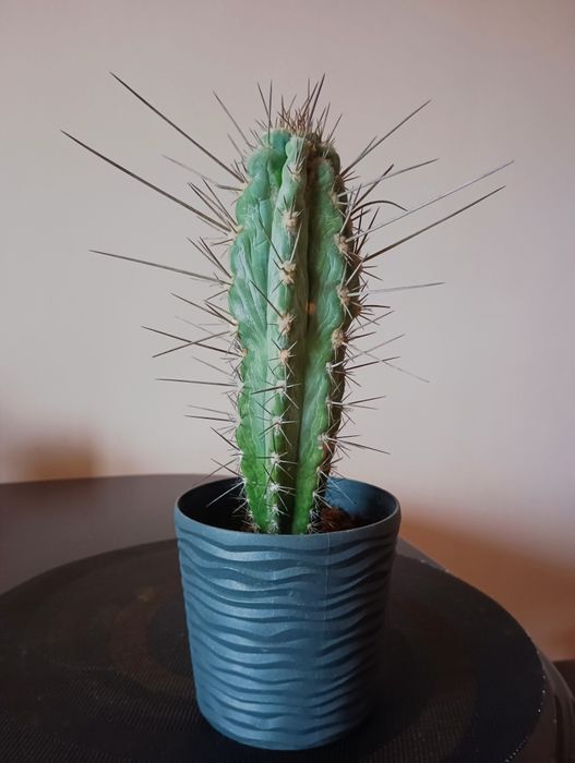Кактус великий домашній