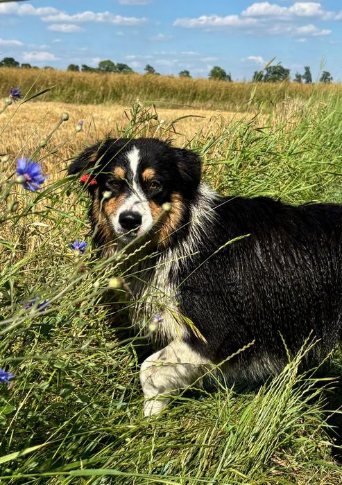 Owczarek Australijski-piesek