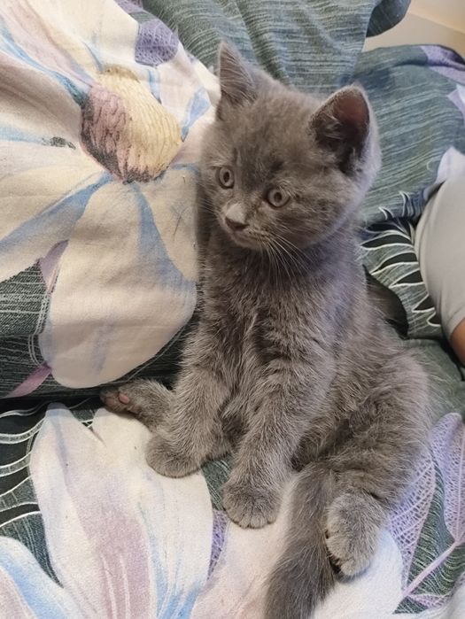 Британські кошенята