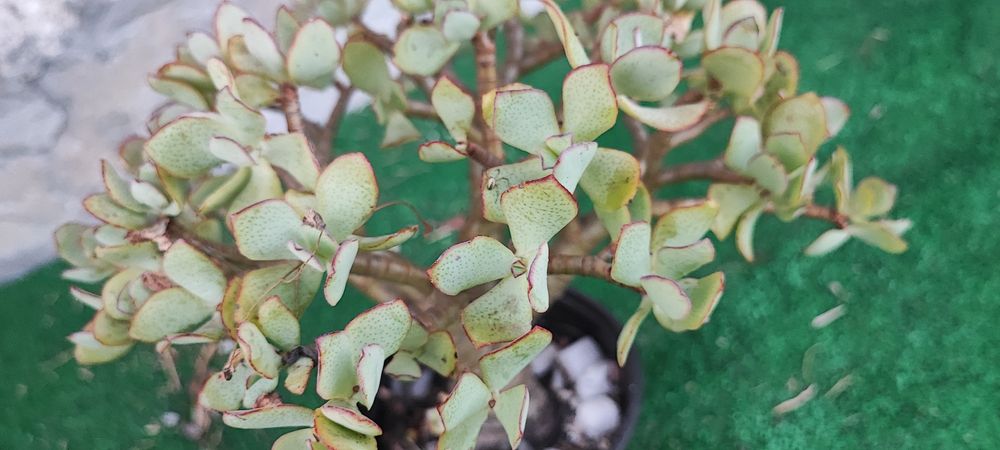 Planta Suculenta