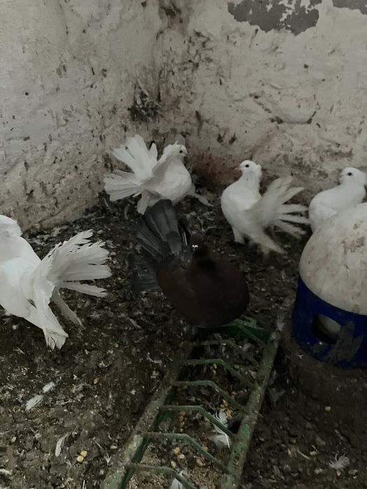 Pawiki indyjskie różne kolory likwidacja chodowli