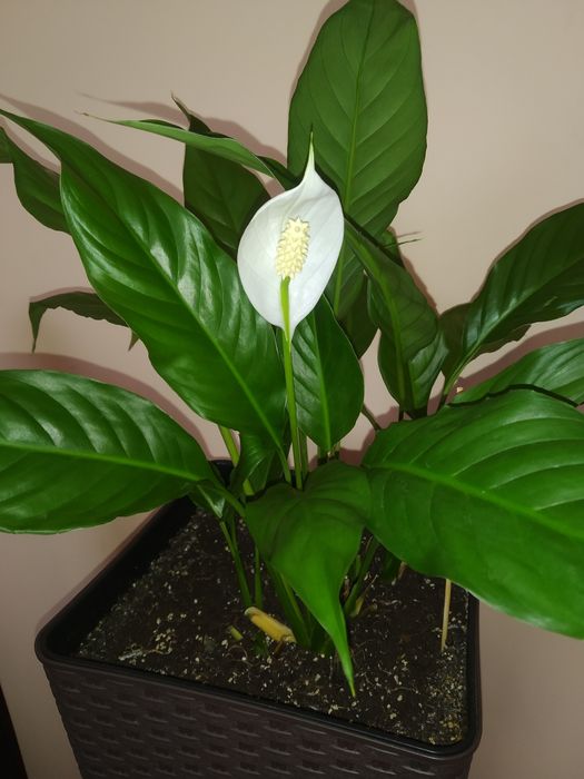 Спатіфілум королівський
