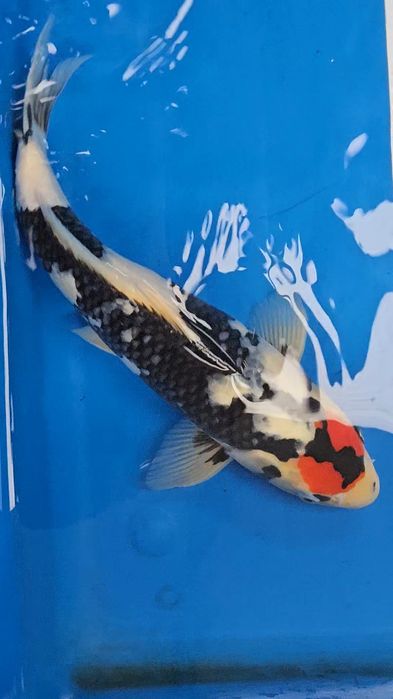 Carpa Koi - ISA - Tancho showa VHQ