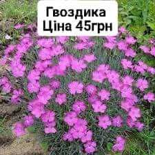 Флокс. Армерія. Гвоздика. Саджанці. Квіти