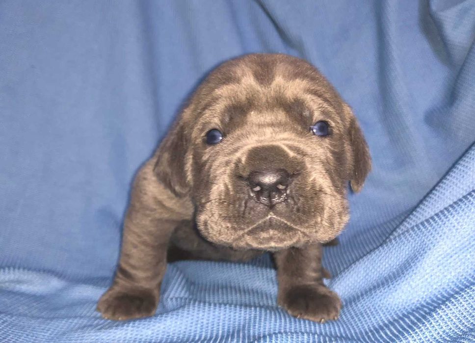 Кане корсо для серйозних власників