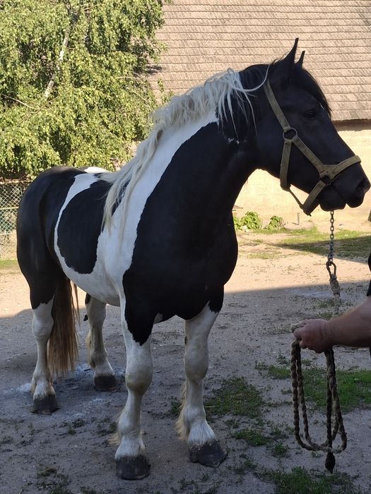 Sprzedam ogiera zimnokrwistego srokatego