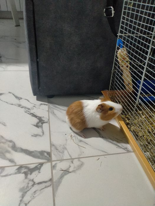 Морська свинка(дівчинка)