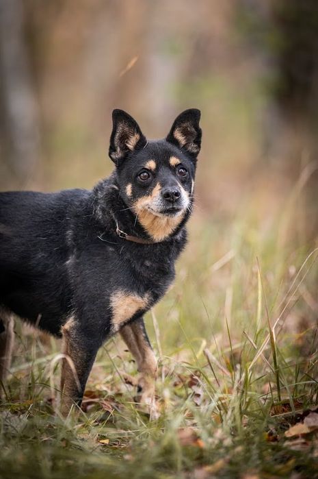 Mały, czarny kudelek który pragnie tylko opieki i spokoju.Kochany pies