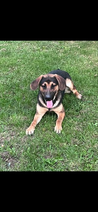 Roczny pies do adopcji – kochany mieszaniec