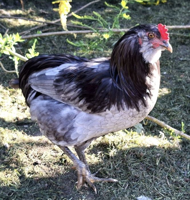Koguty mix z wiosny 2026 (Araucana x Dominant Blue)