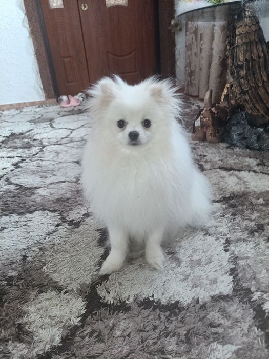 Померанський шпіц