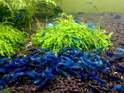 Promocja !!! Neocardina Blue velvet. Niebieskie.