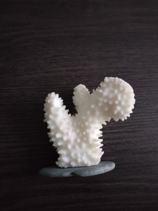 Coral branco. Medidas nas fotos.