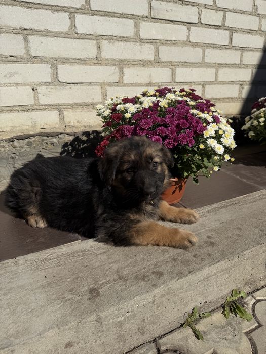 Німецька вівчарка цуценя дівч
