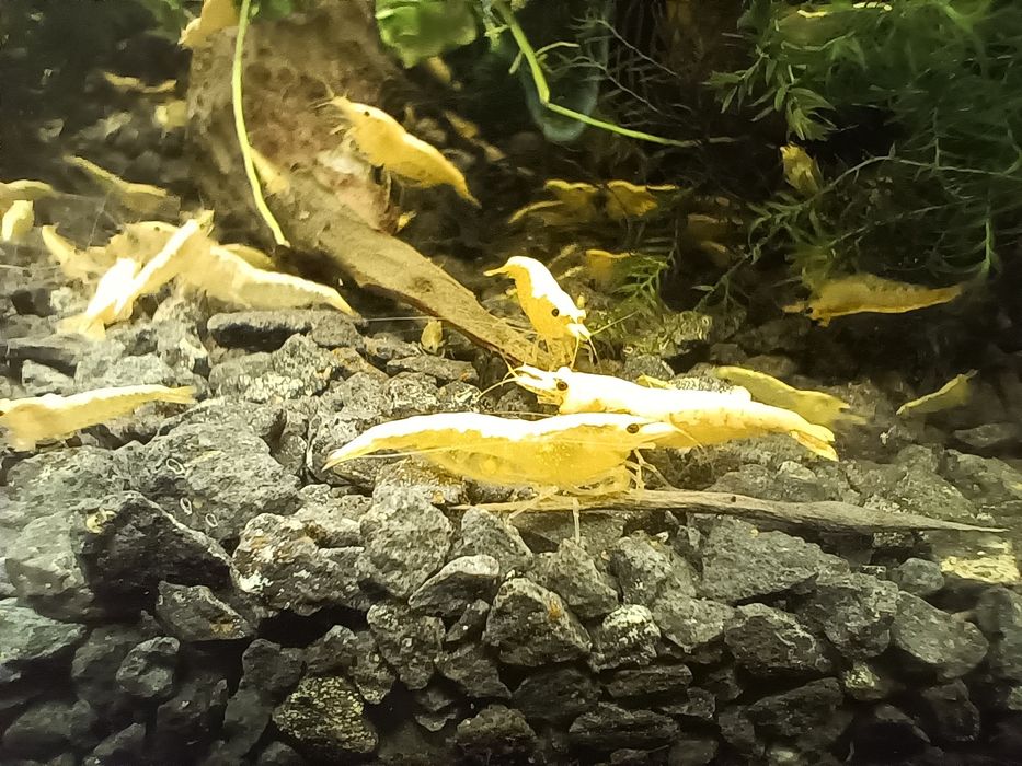 Krewetki Yellow Golden line