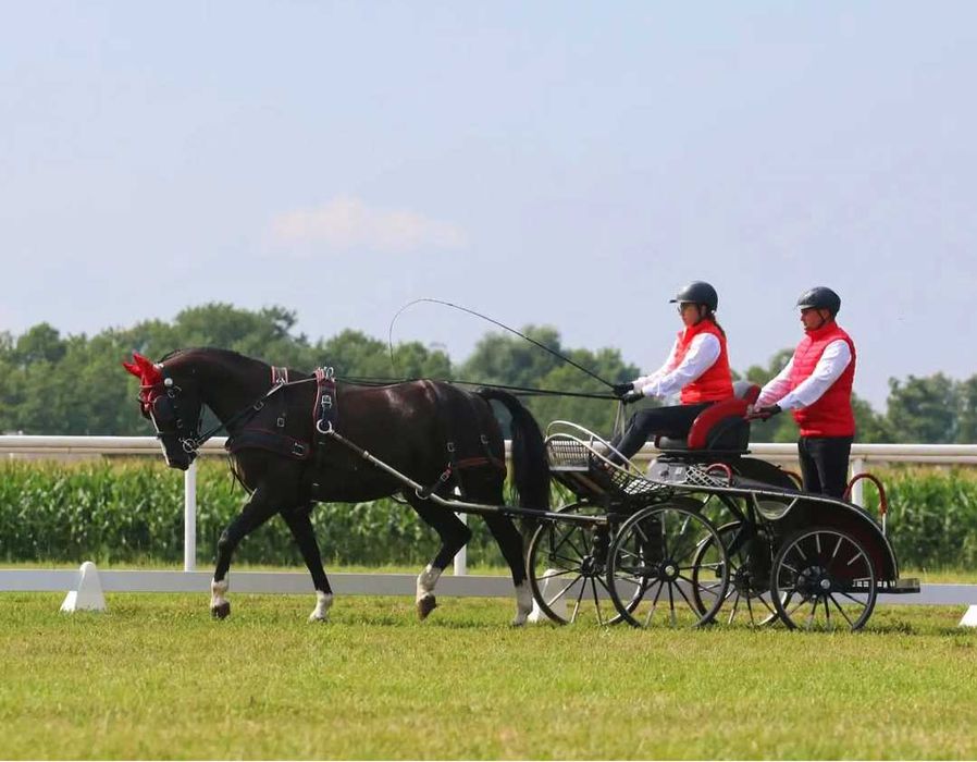 Pięknie malowany ogierek