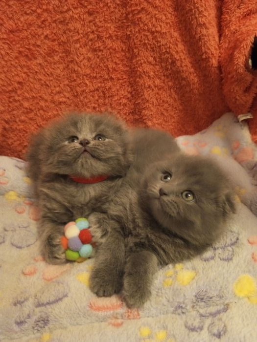 Вислоухие котята