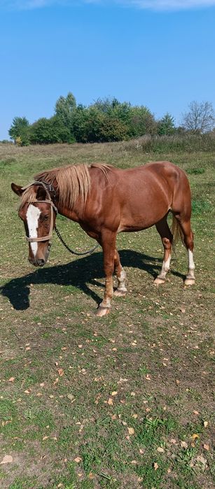 Кінь супер не пошкодуєте гарантую...