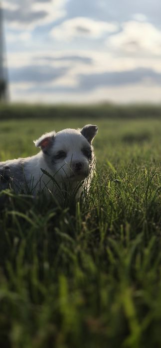 Border collie piesek