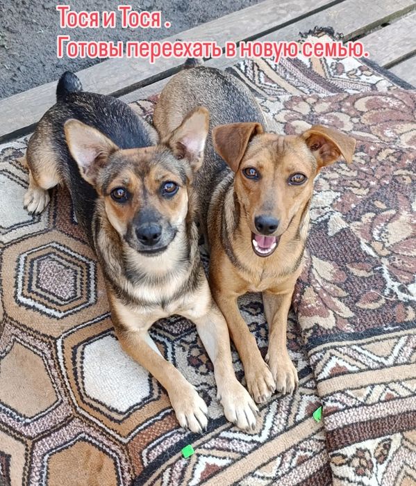 Щенята шукають домівку .