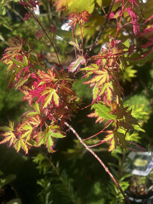 Variedades de acers palmatum