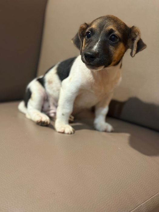 Jack russell terrier macho