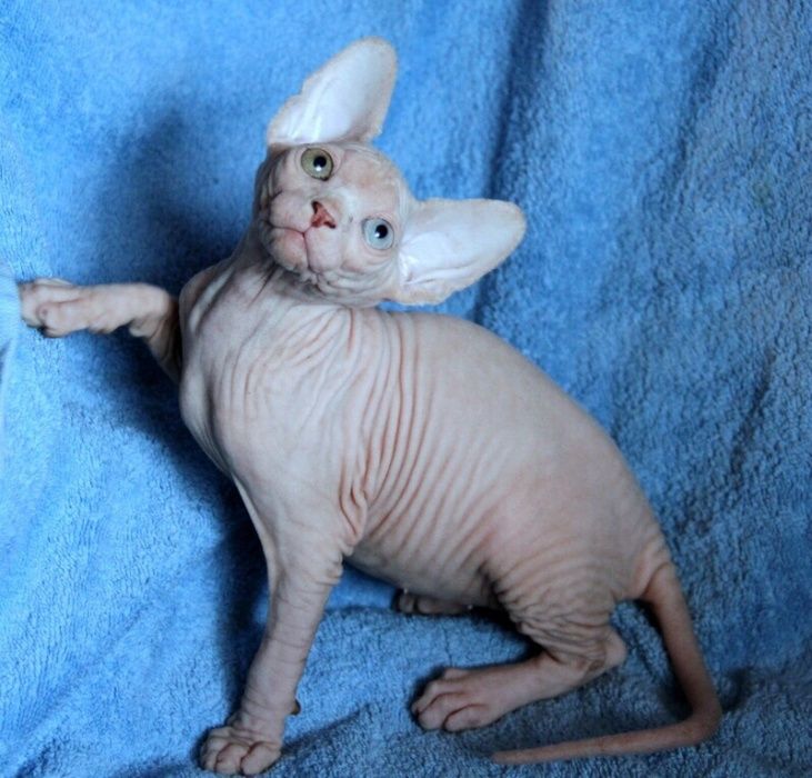 Мальчишки и девчонки