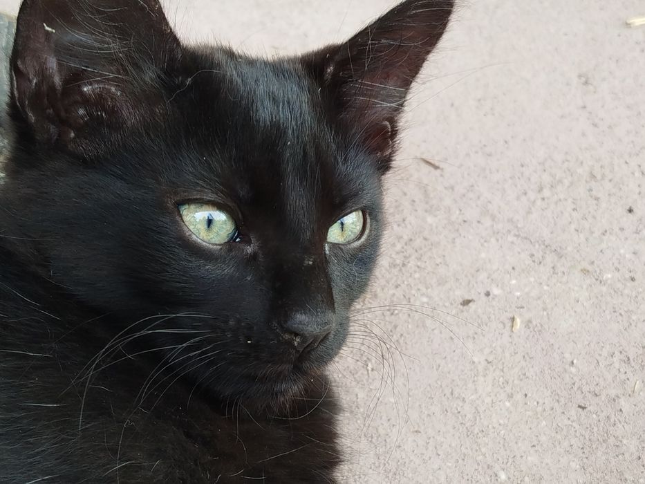 Gatinhos para doar