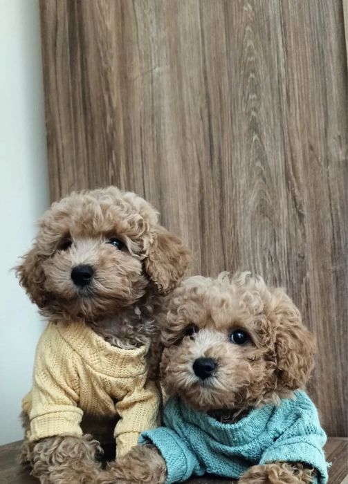 Наймиліші ексклюзивні Мальтипу Мікро Мальтипу ф1 Мальтипу ф2/maltipoo