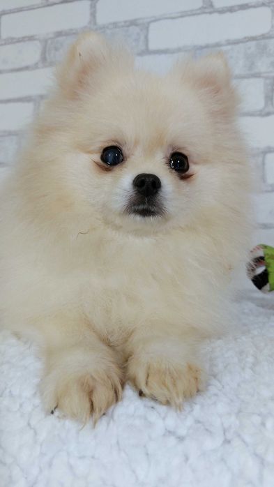 ШПИЦ померанский мальчик