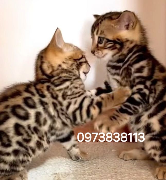 Бенгальские котята