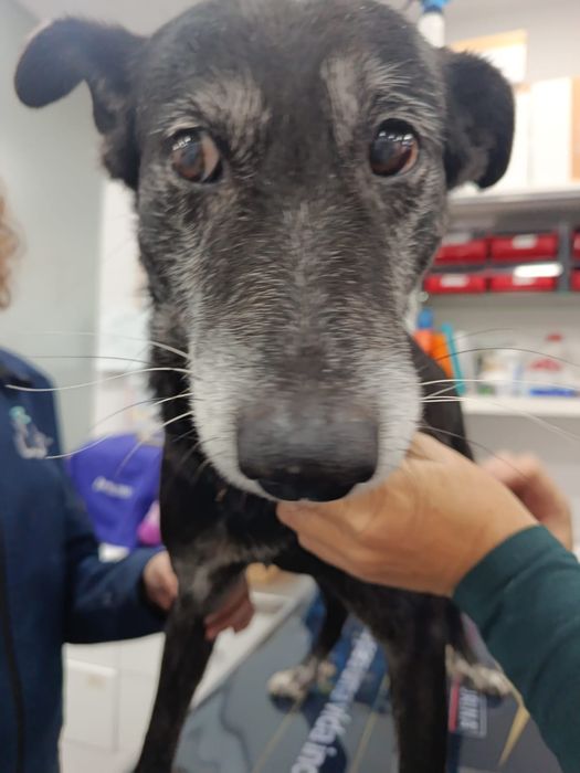 O melhor cão do mundo para adoção responsável
